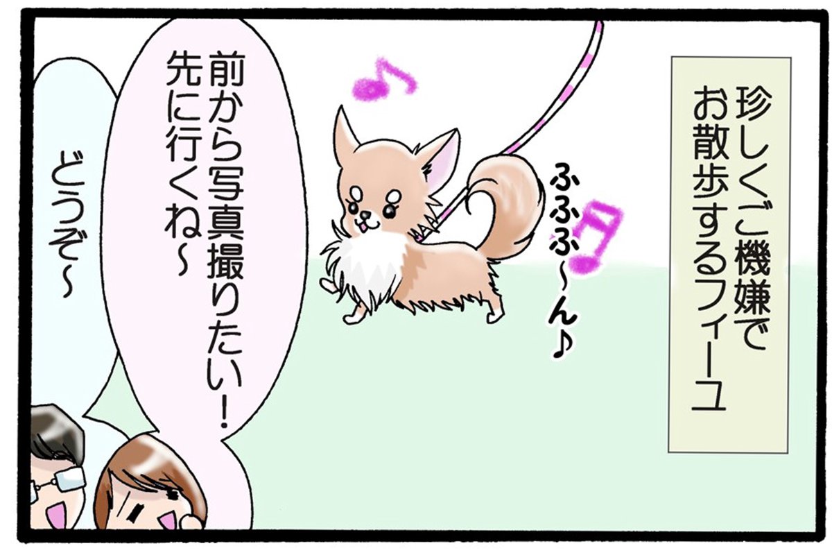 かわうそちわわ。（80） スパルタなお散歩