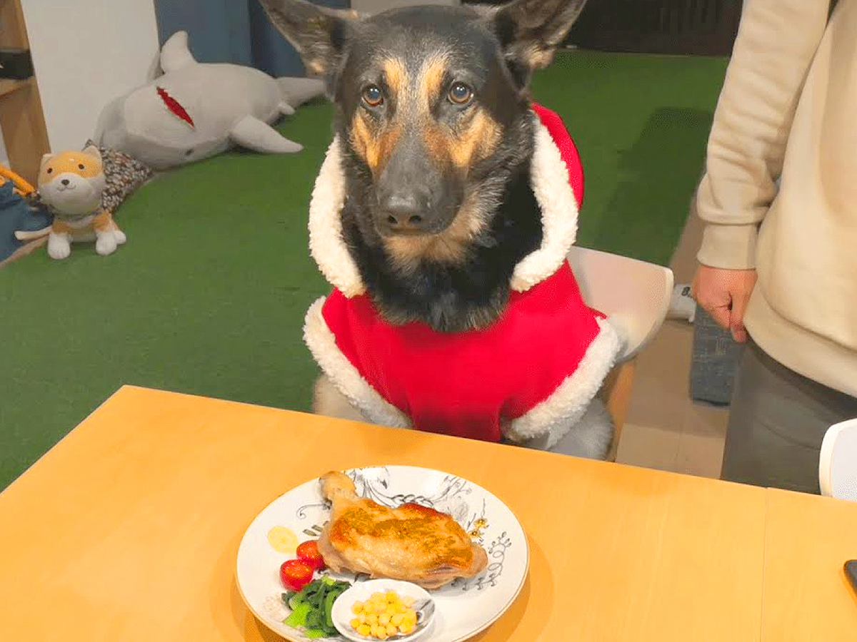 クリスマスなので『骨付き肉』を大型犬に与えた結果…見た目からは想像できない『上品すぎる食べ方』が31万再生「お嬢様で草」「笑ったｗ」