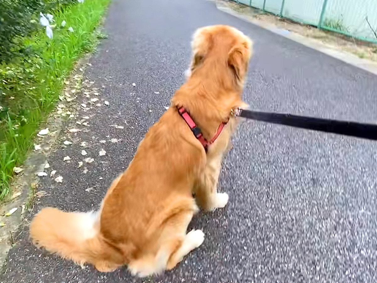 犬の散歩中『ママがコンビニに行ったら』置いていかれたと勘違いし…まさかの『健気すぎる姿』が55万再生「尻尾ダダ下がり」「尊すぎて涙」