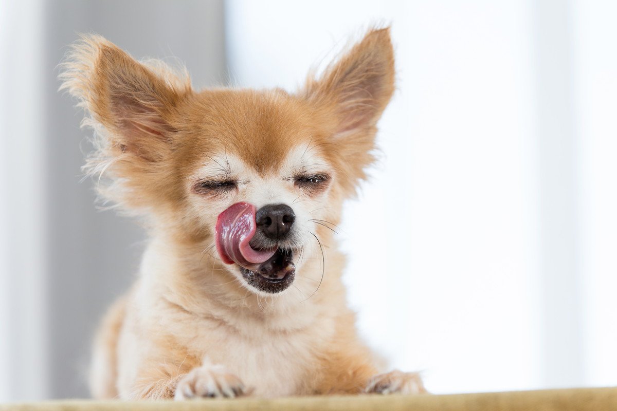 犬が『お腹いっぱい』になった時のサイン３つ　食べすぎるリスクや注意点まで