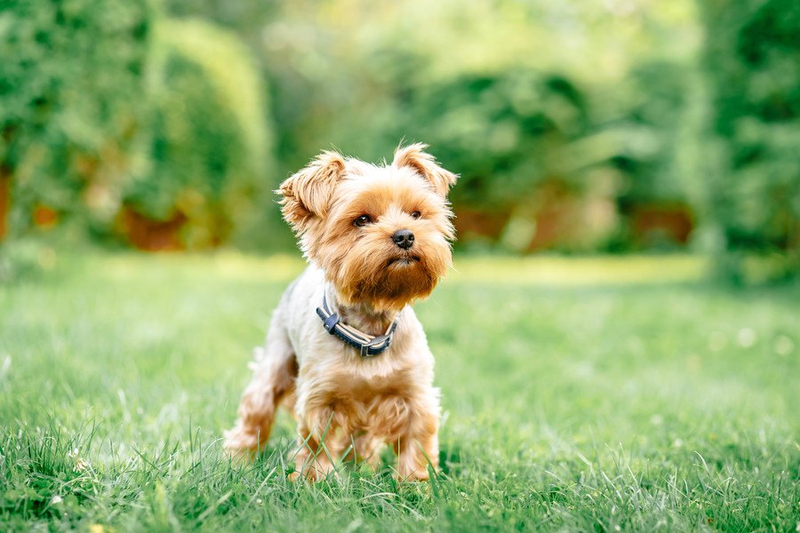 しっぽが短い犬種３選