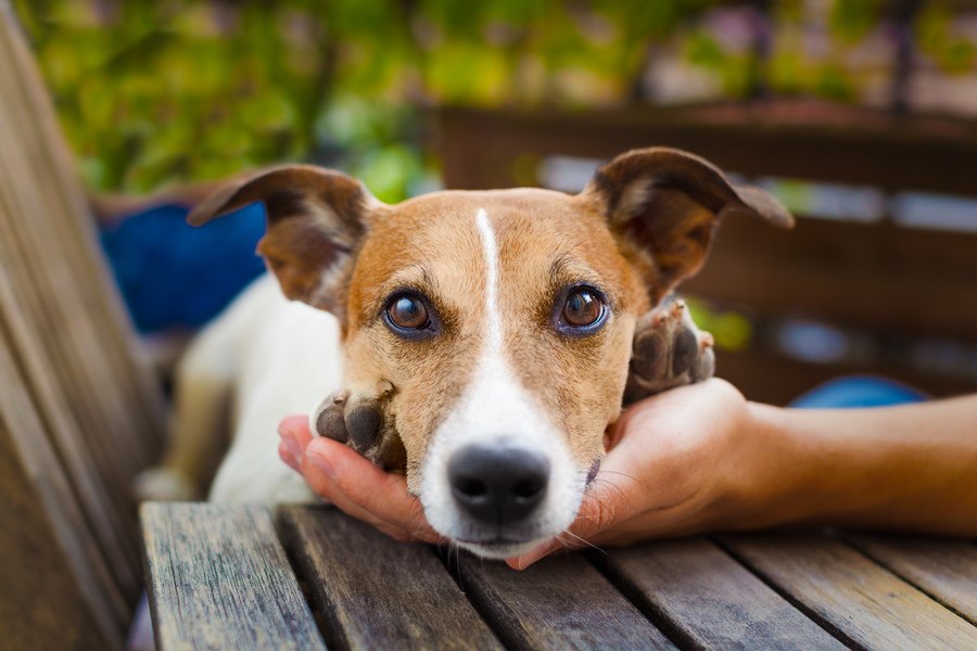 犬が手のひらにアゴを乗せてくる心理６つ