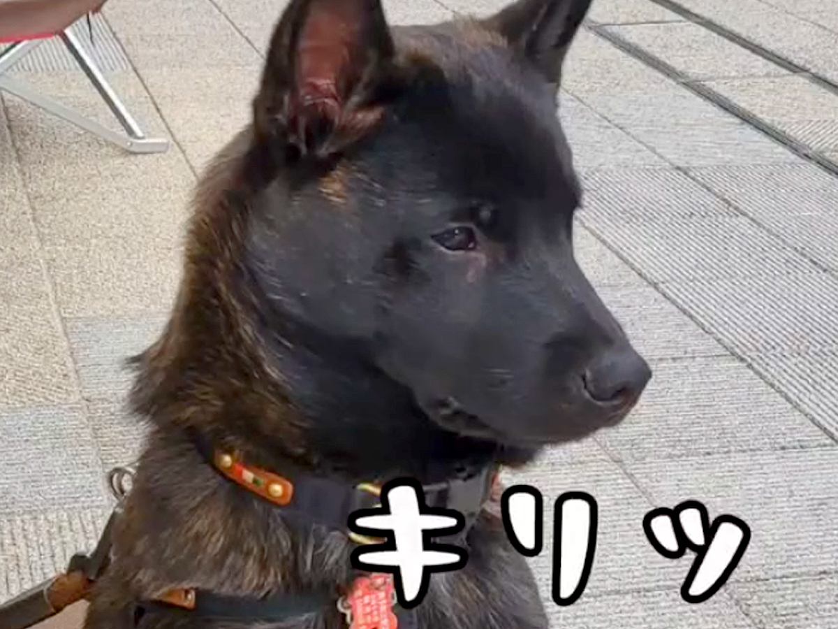 生後５ヶ月の日本犬→『かっこよく育つ』かと思っていたら…聞いてたのと違う『まさかの成長』に「ずっとかわいい」「我が家も同じｗ」と反響