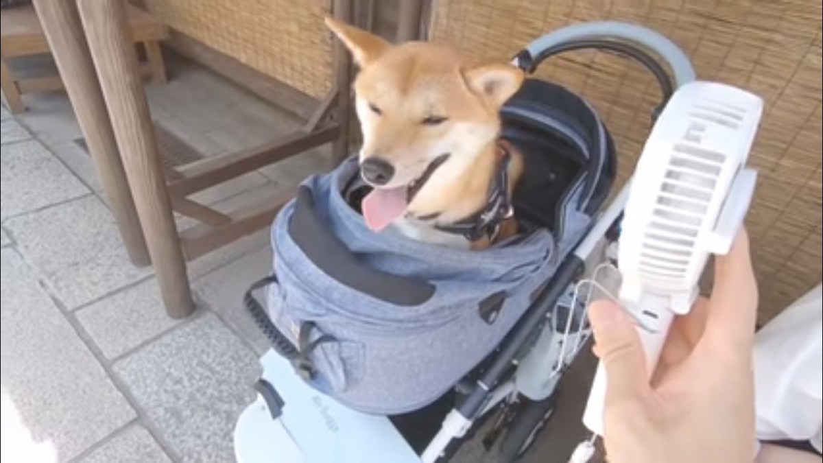 柴犬のワンちゃんがある日三重県の伊勢市を家族で散策しに来ました