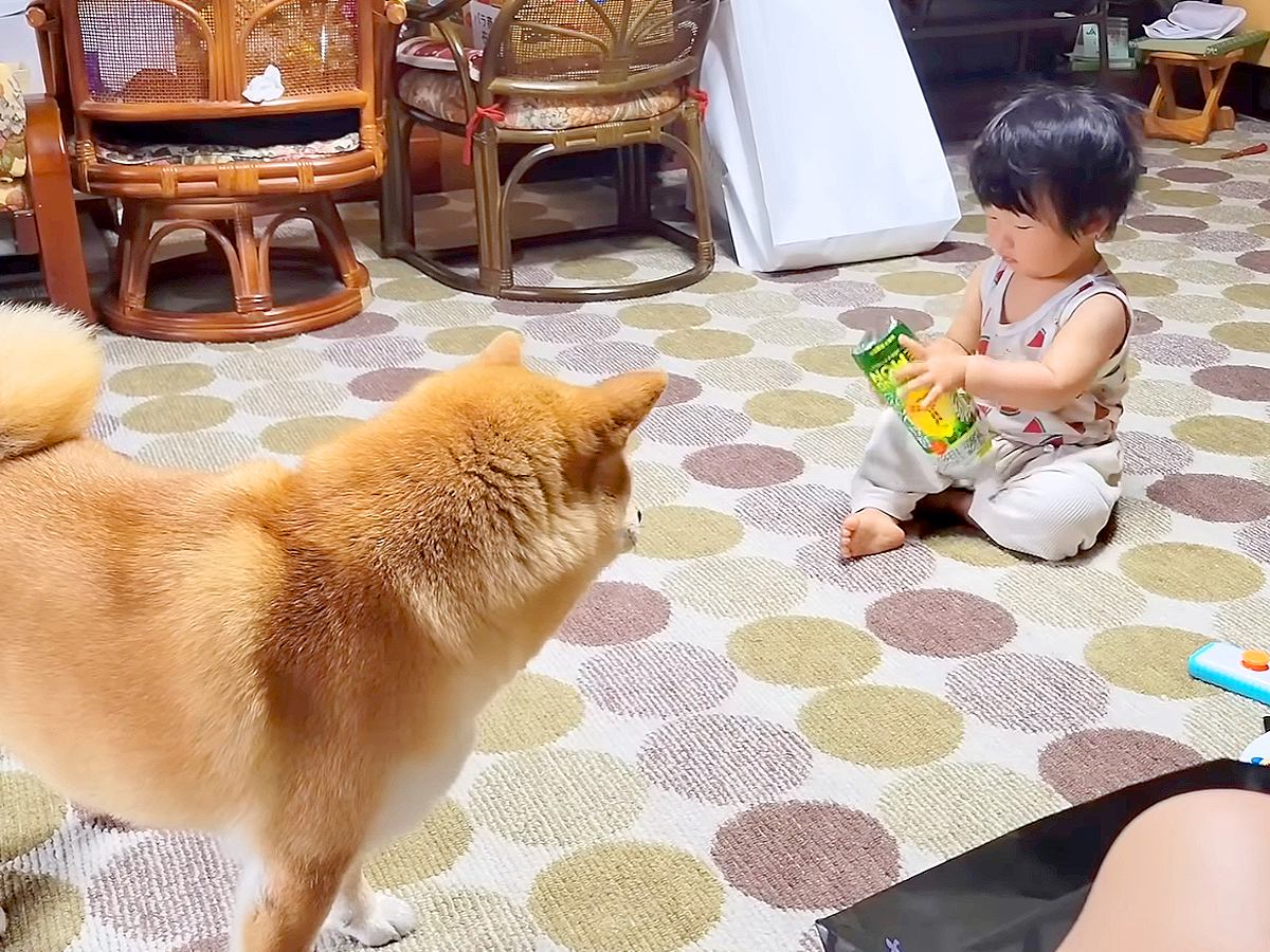 犬が『赤ちゃんに構ってもらえなくなった』結果…不器用で健気な『まさかの行動』に感動「なんか涙が出てきた」「なんて優しい世界」と19万再生