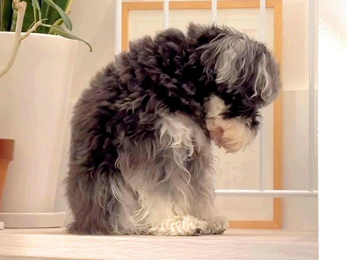 雷が鳴ったら、臆病な犬が…まるでこの世の終わりのような『守ってあげたくなる光景』が307万再生「胸がギュッとなった」「抱きしめたい」