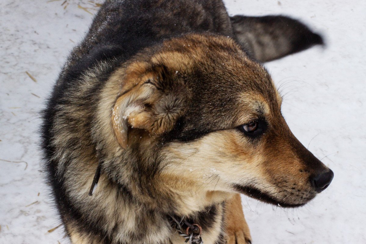 犬が「困っている時」のサイン3つ！飼い主にできる状況別の対処法とは？