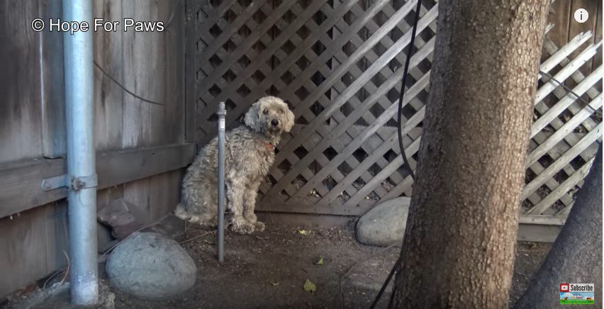 長いこと路上生活を送る犬を保護。彼はやっと安心できる場所を手に入れた