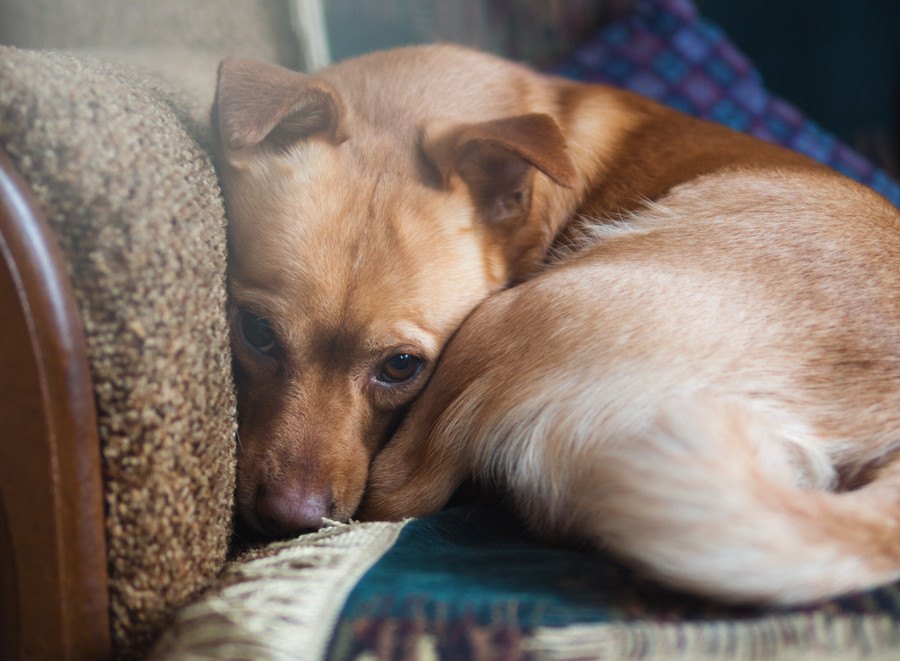 犬が普段よりもおとなしい時に考えている３つのこと