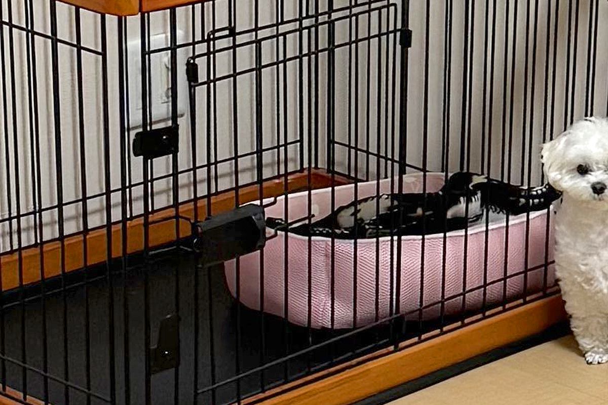 犬のハウスの扉を閉めたままにしていたら…『まるで小学生の時の私みたい』健気すぎる表情に3万いいね集まる「私も経験あるｗ」「例えがうまい」