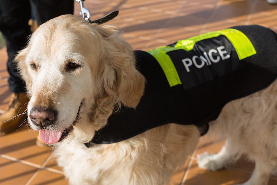 警察犬になった犬種7つ