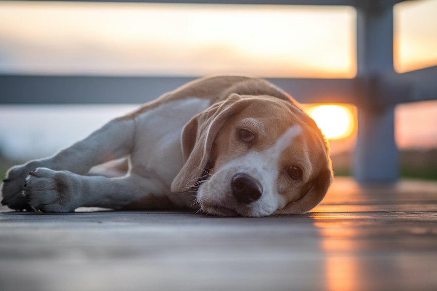 犬の『疲れたサイン』３選！愛犬のしぐさを見逃さないで！