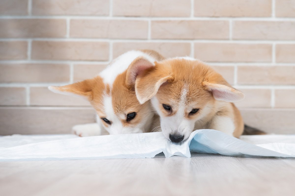 犬がトイレシートを破くのはしつけでやめさせることができる？やめさせることよりも満たしてあげよう！