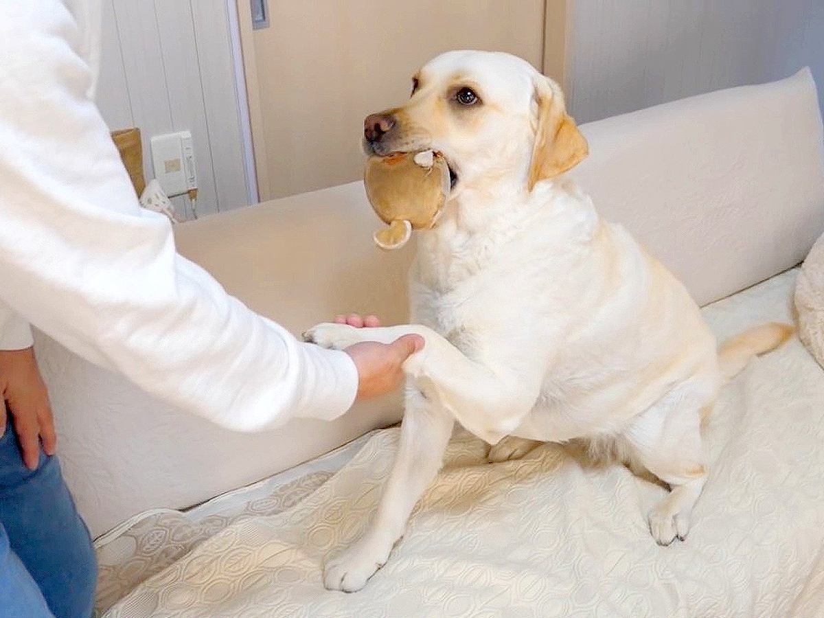 芸をしてくれない犬に『報酬』を用意した結果…まさかの『露骨な態度の変化』に爆笑「キレッキレな動きｗ」「目の輝きが違う」と2万2000再生