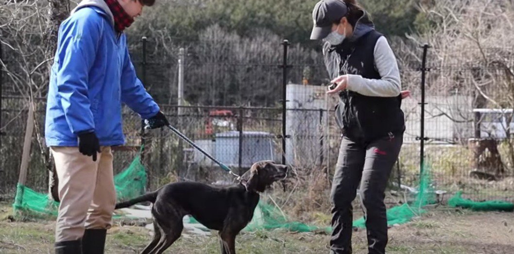 【共に幸せに】災害救助犬、里守り犬、低血糖アラート犬…人々を救う『保護犬』たち