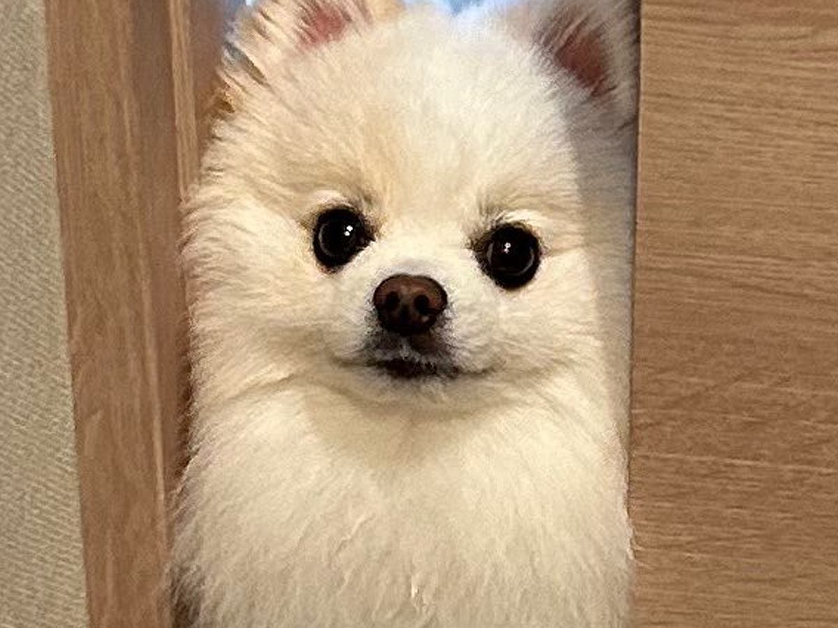 ドアの前で"通れません"と訴える犬→『いいかい、君の体はね…』まさかの光景に９万いいね集まる「めちゃ可愛い」「ほぼ綿毛なのにｗ」と絶賛