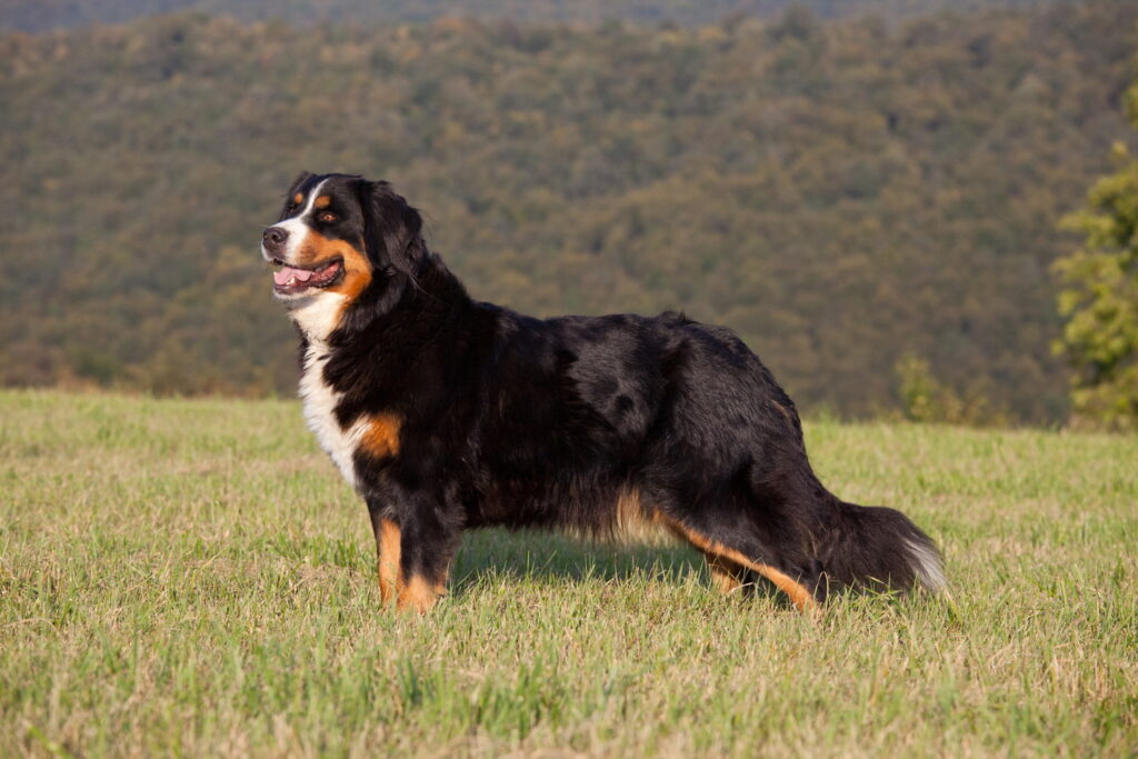 【獣医師監修】バーニーズ・マウンテン・ドッグってどんな犬種？特徴と性格や飼い方・価格相場まで解説