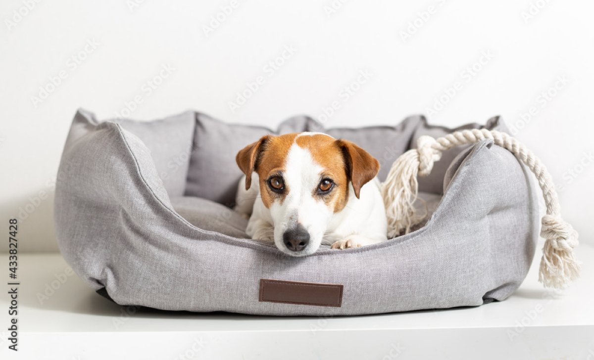 犬が『新しいベッド』で寝ないのはなぜ？使ってくれない５つの理由や気に入ってもらう方法までご紹介