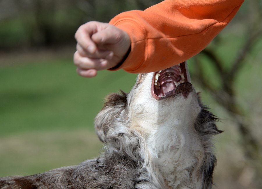 犬が咬んだ状況から分析する咬傷事故予防のポイント【リサーチ結果】