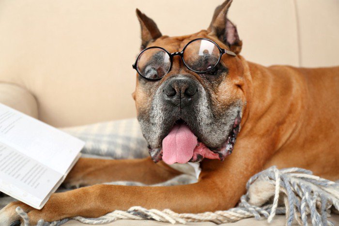 犬のことわざ、知ってる？日本の粋な表現から海外のユニークな教えまで徹底解説！