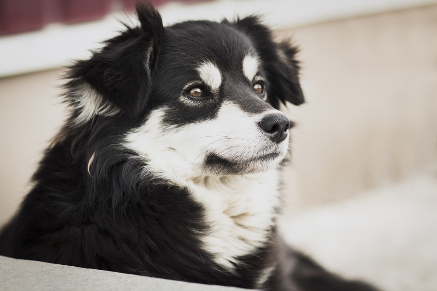 犬の眉毛の動きで分かる3つの心理