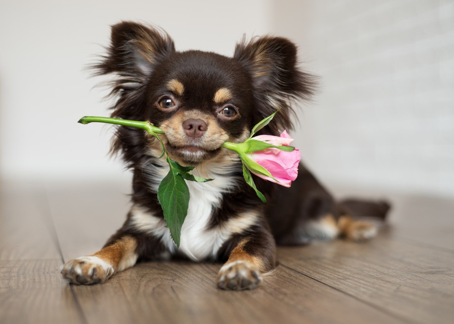 犬が中毒を起こした時の症状と対処法