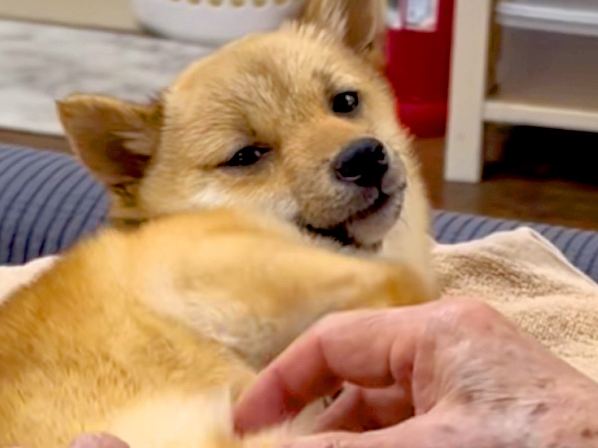『亡くなると悲しいから…』犬を飼うことに反対していたおばあちゃん→ワンコを目の前にすると…泣けるほど尊い『素敵すぎる対応』に感動の声続々