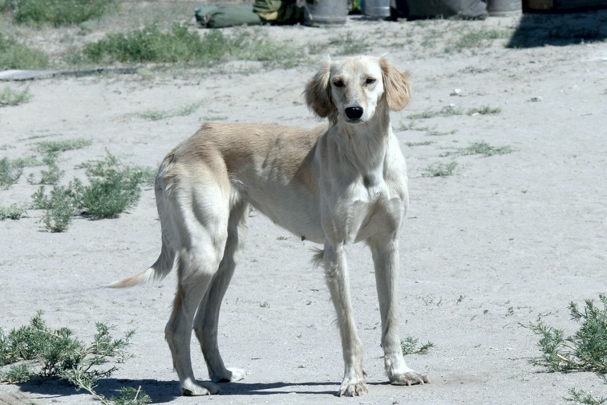 カザフスタンの犬タジーのゲノム解析からわかったこと