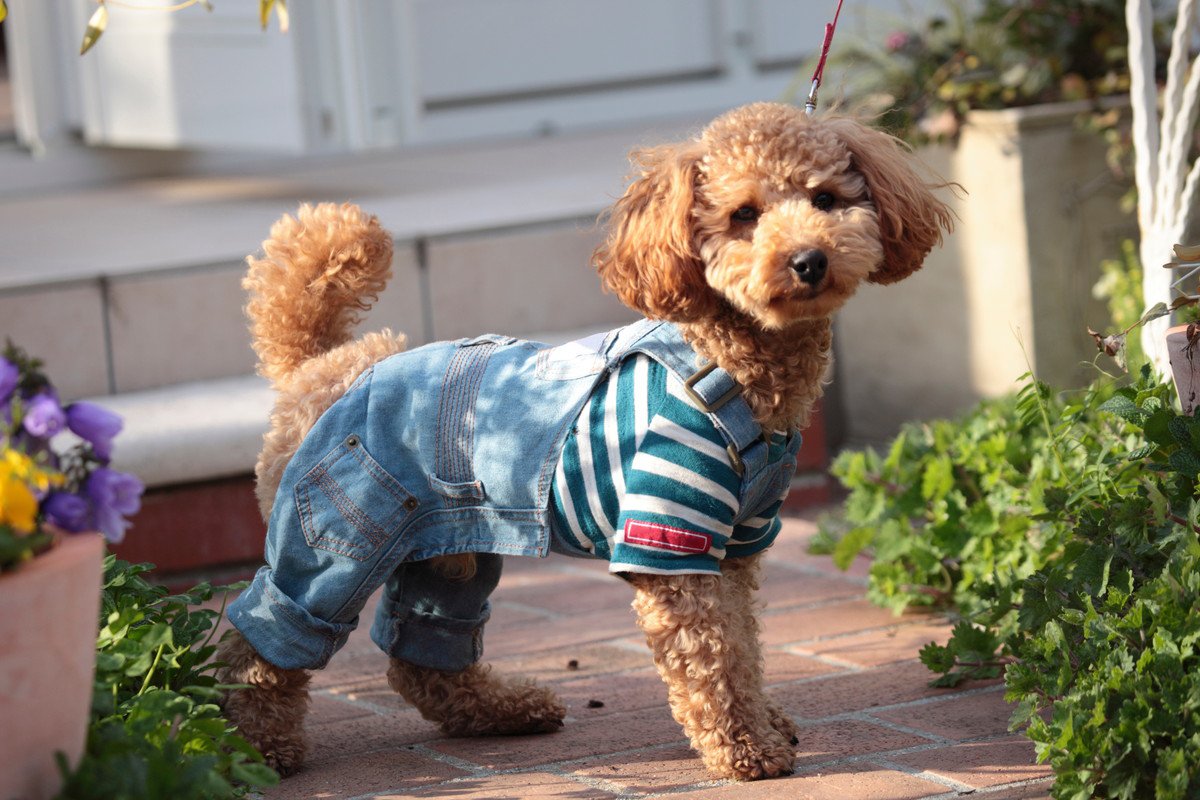 『服を嫌がる犬』の特徴5選　慣れるための練習方法や苦手意識を克服するためにできることまで