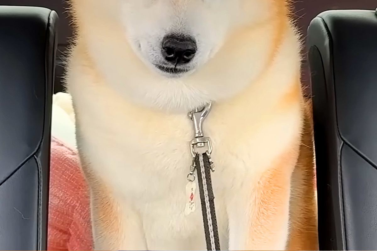 病院の注射で大暴れした犬→車での帰り道、疲れ切ってしまい…まるで別犬のような『表情』が5万再生「しょぼしょぼで草」「吹いてしまったｗｗ」