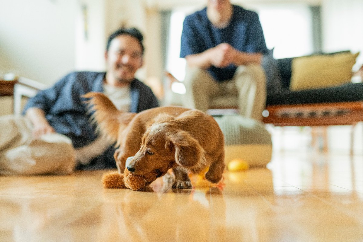 愛犬を喜ばせる『楽しい遊び方』3選！注意点やコツ、楽しんでもらうためのポイントまで