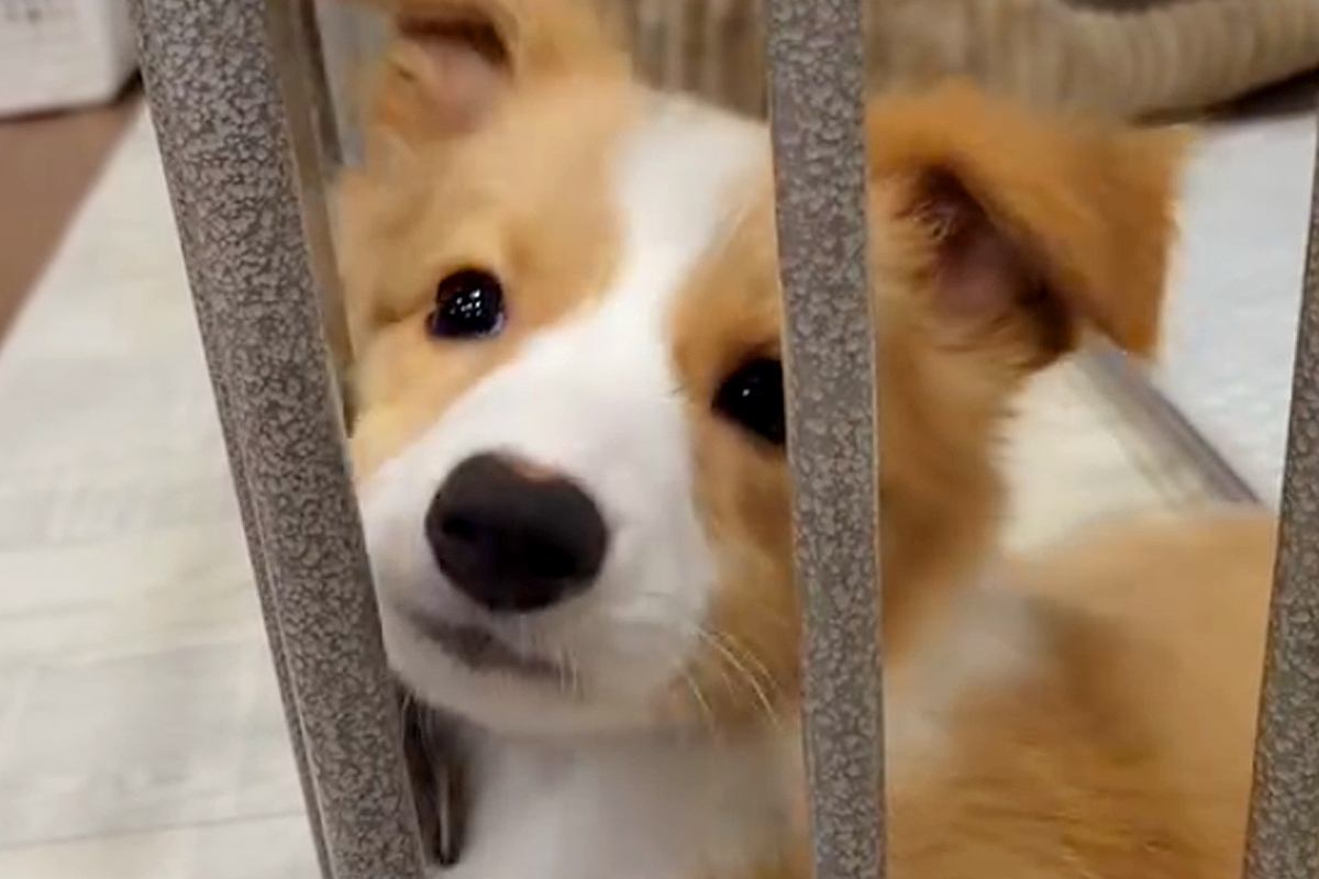 『致死率の高い病気の可能性がある』と言われた子犬→それでも『幸せにしたい』と飼った結果…想定外の結末に反響「笑ったｗ」「幸せなオチ」