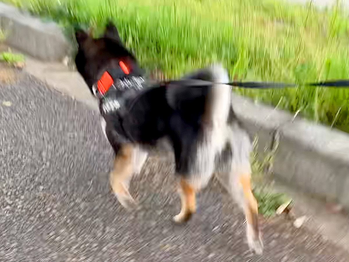 ゲリラ雷雨の中、犬の散歩に出かけた結果…まさかの『世紀末すぎる光景』が面白いと9万再生「ベスポジ妥協しないの草」「柴犬あるある」と爆笑