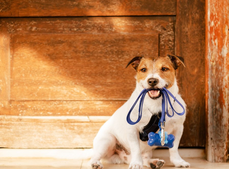 犬がいつも決まった時間に鳴く心理４選