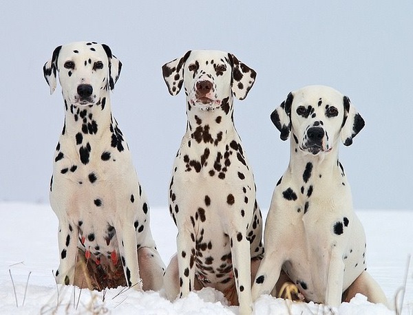 多頭飼いで犬たちの個性に触れる！そのメリット・デメリットとは？