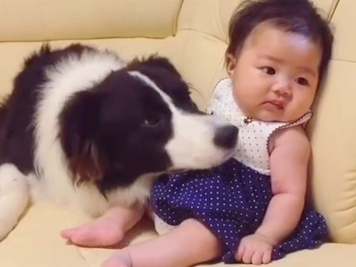 生後２ヶ月の赤ちゃんをペロペロする犬→集中しすぎた結果…まさかの『可愛すぎるハプニング』に「たまらん…」「かわいすぎて悶える」と反響
