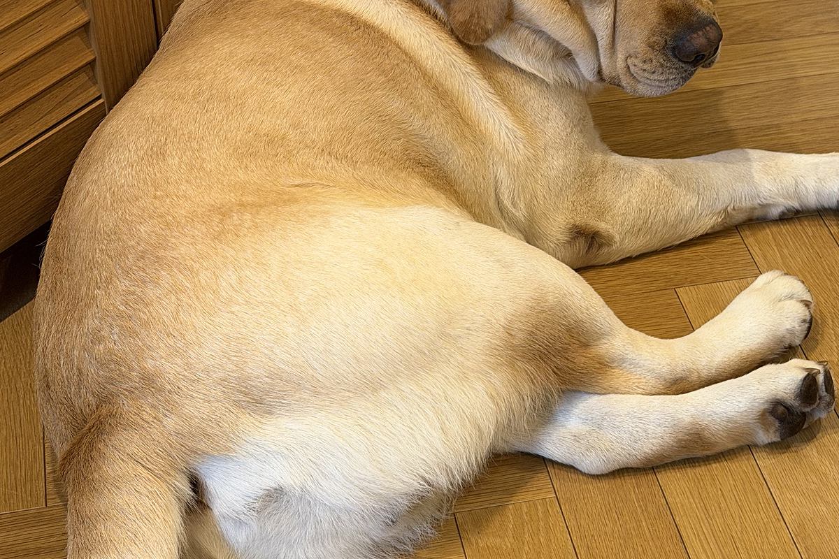 『今日は帰りが遅くなります』と大型犬に伝えた結果→不服そうに…わかりやす過ぎる『表情』に爆笑「飲み会を恨んでる顔だ…」「睨んでて笑った」