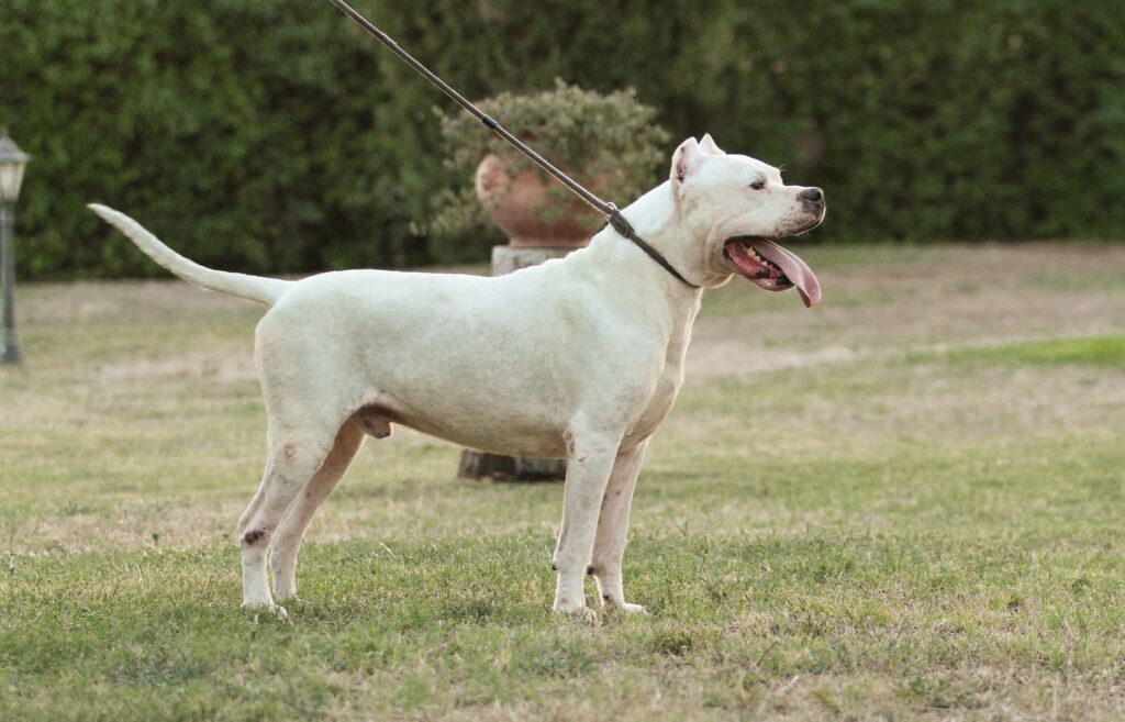 【獣医師監修】ドゴ・アルヘンティーノ｜犬種の特徴と性格、飼い方や価格相場まで解説