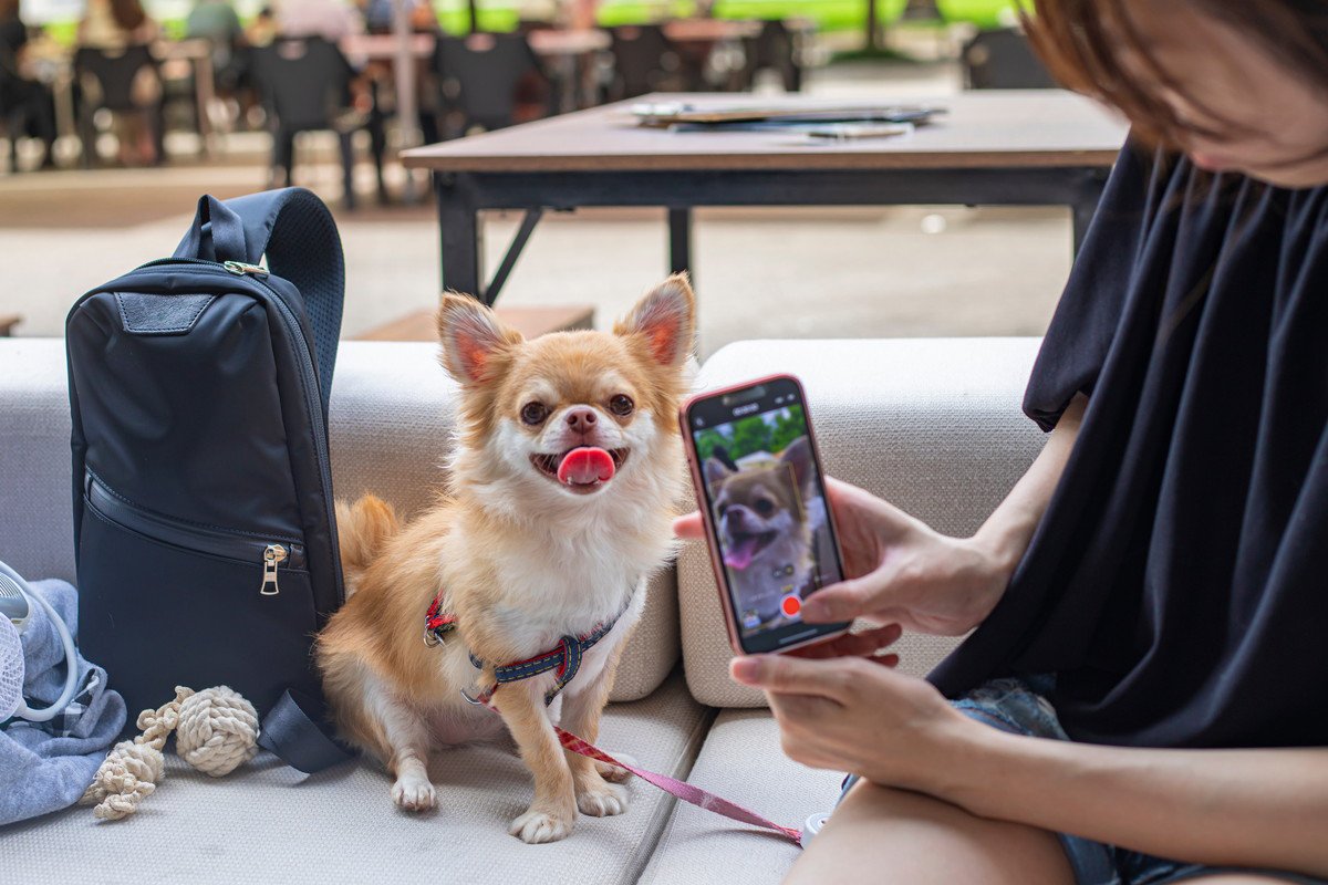 『たくさん思い出を残したい』愛犬との思い出の作り方3選！喜んでもらう方法とその工夫