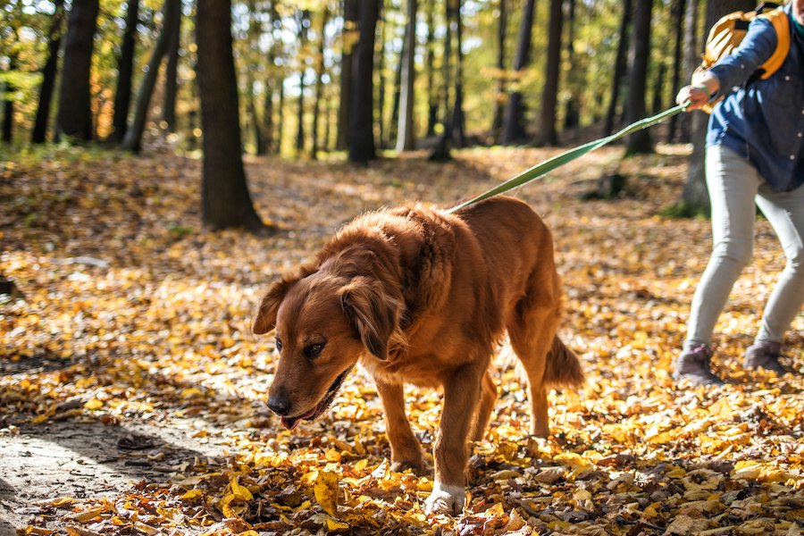 犬が飼い主をバカにしている時にする態度や行動４選