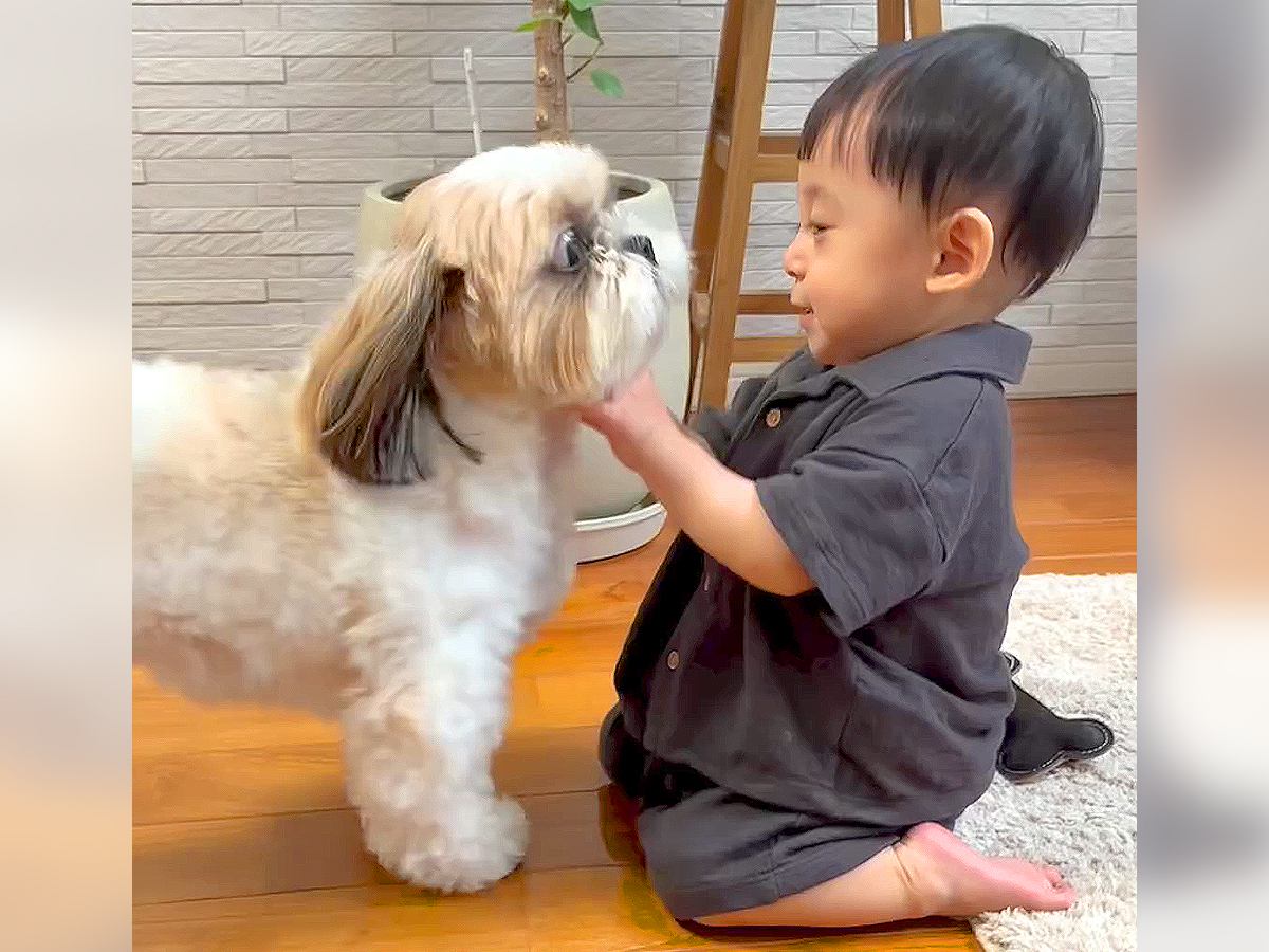 仲良しすぎる『犬と赤ちゃん』を撮影したら…まるで天使のような『ふたりのやり取り』が24万2000再生　可愛くて微笑ましい光景に悶絶