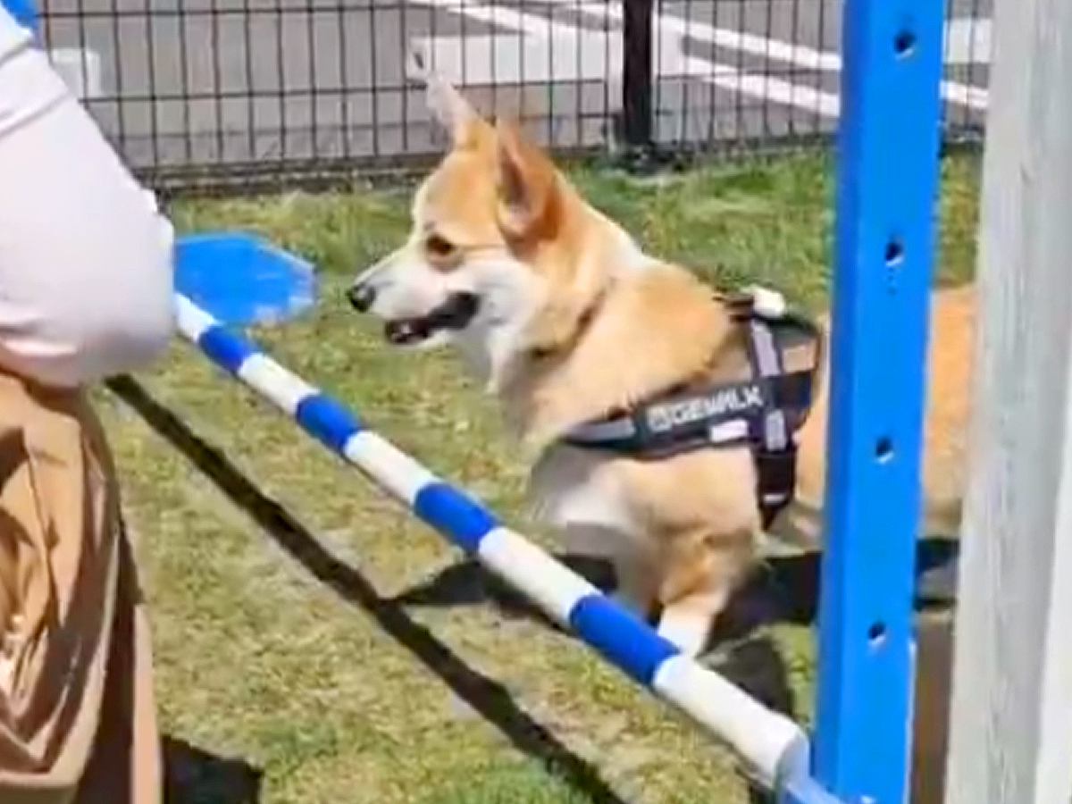 脚が短い犬が『ハードルに挑戦』した結果…反則過ぎる『まさかの対処法』に「可愛いからオッケーｗ」「勢い付けてるの笑った」と12万表示の反響