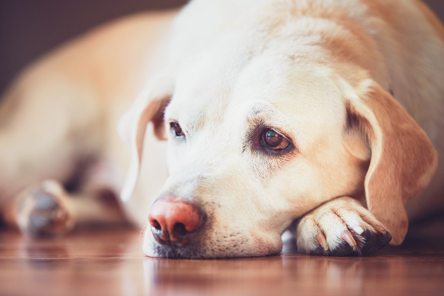 犬が遠慮するタイミング６つ