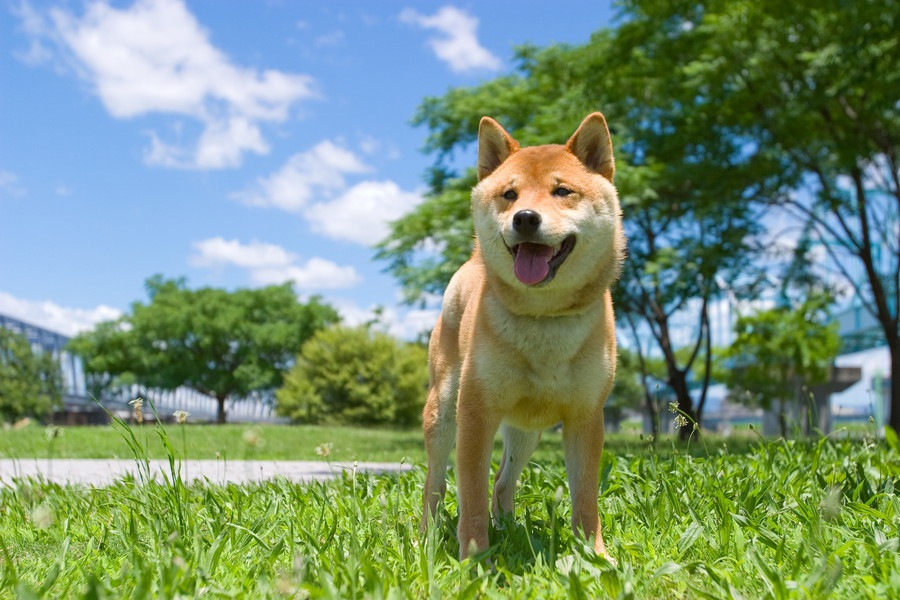 犬のブラッシングを公園や庭でしても大丈夫？