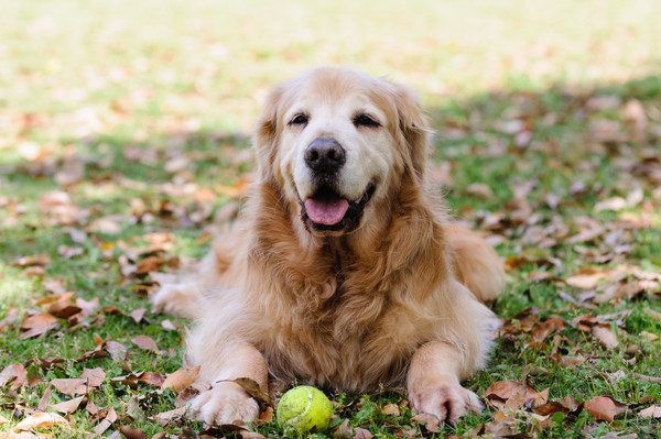 犬の13歳は人間に換算すると何歳？長生きさせるコツや病気など