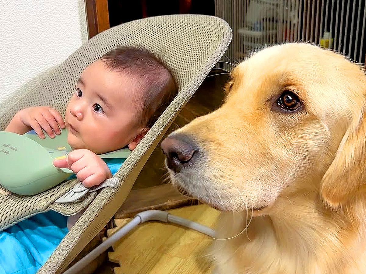 赤ちゃんが『離乳食』を食べていたら犬が…まさかの『完全に自分の分だと思っている姿』が15万再生「狙ってて可愛いｗ」「平和すぎ」と絶賛