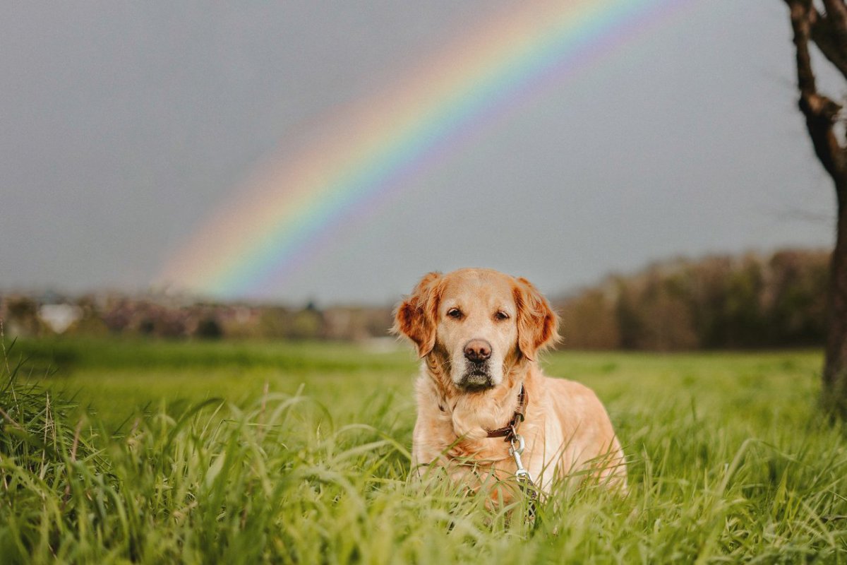 犬が亡くなる直前に飼い主から離れたがる？　その理由に「切なすぎて泣いた」「長生きしてほしい」