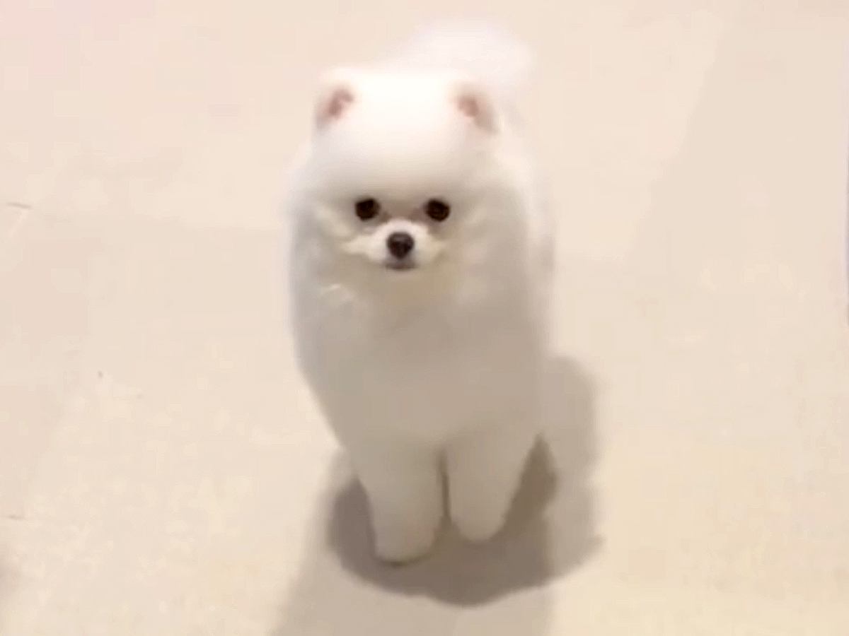 小さな子犬に『オスワリ』と指示してみた結果→まさかの『下手すぎる光景』があまりにも可愛いと16万再生「クセ強めで草」「すすすーっとｗ」