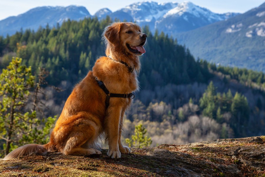 なぜ犬は高いところを怖がるのか？