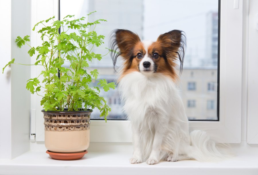 犬がいても室内に置ける観葉植物４つ